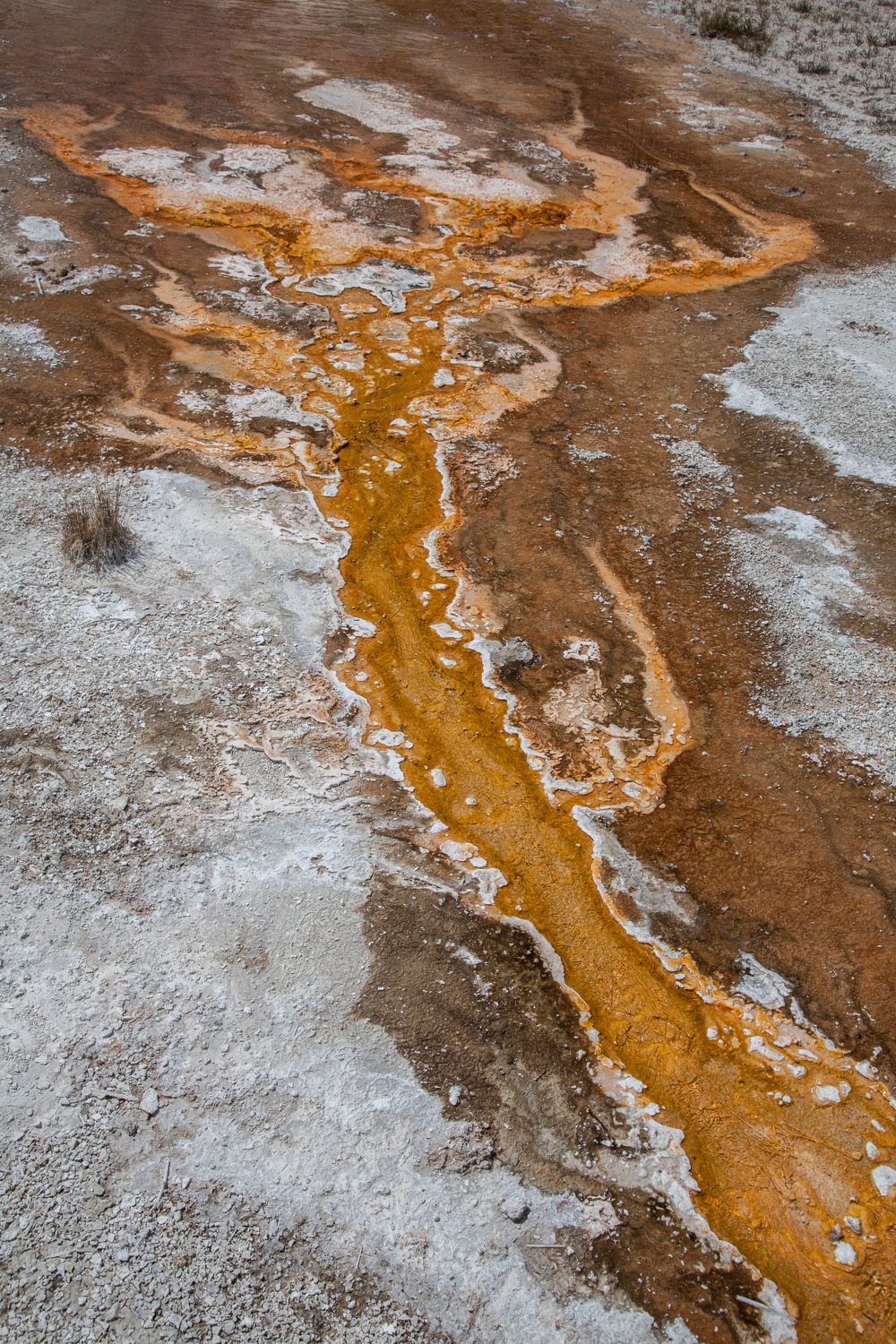 Looking down on a shallow runoff channel. A vivid orange and gold band roughly a meter wide runs from top to bottom of the frame. It is bordered by crusted white and pale gray mineral deposit, and beyond that by flat brown and tan ground. Small white nodules line the channel edges. A single clump of dry grass sits at left.