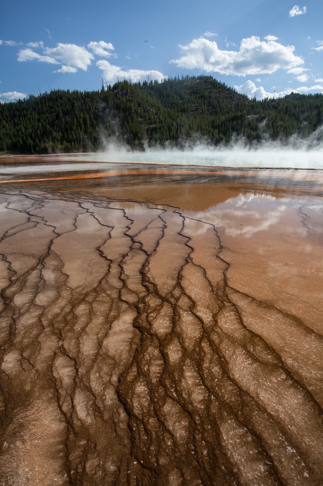 A near-vertical view of a broad microbial mat in shades of tan, brown and orange, covered by a thin sheet of water. Dozens of dark narrow channels branch downhill across the frame in a pattern resembling tree roots or river tributaries. Beyond the mat, a steaming blue pool and a forested hill are visible under a blue sky.