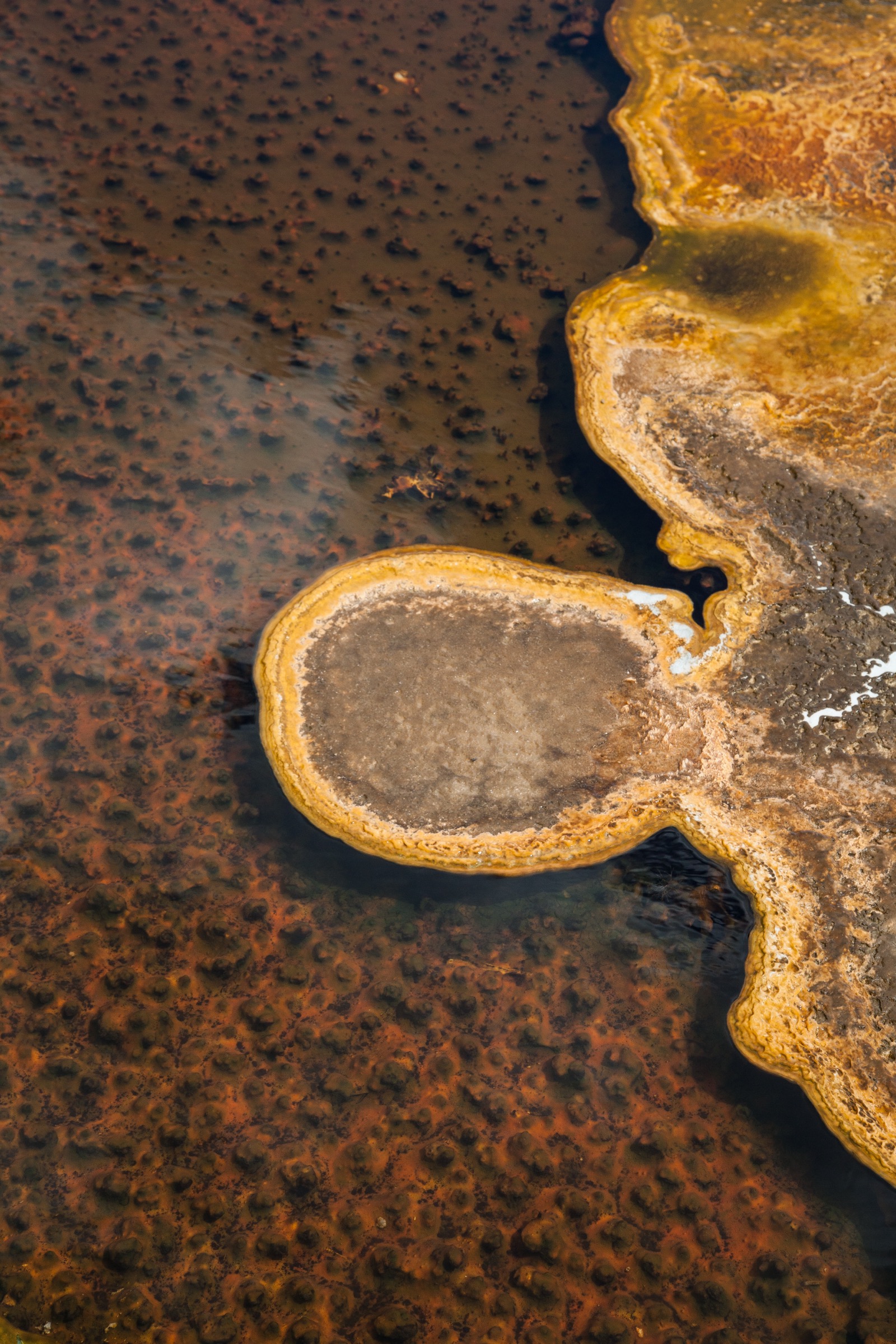 Looking straight down at shallow clear water over a floor of dark rust, brown and olive, densely covered in small rounded lumps a centimeter or two across. Along the right side and top right a broad crust rises out of the water in overlapping scalloped lobes, pale gold and mustard at its outer edge and chalky gray-brown on its upper surface, with a few small bright white patches. Left of center an isolated oval of the same crust sits in the water, ringed by a raised gold lip and filled with a smooth pale gray-brown floor, joined to the larger mass at right by a narrow neck. A pocket of water at top right reads dark green. Nothing in the frame gives scale.
