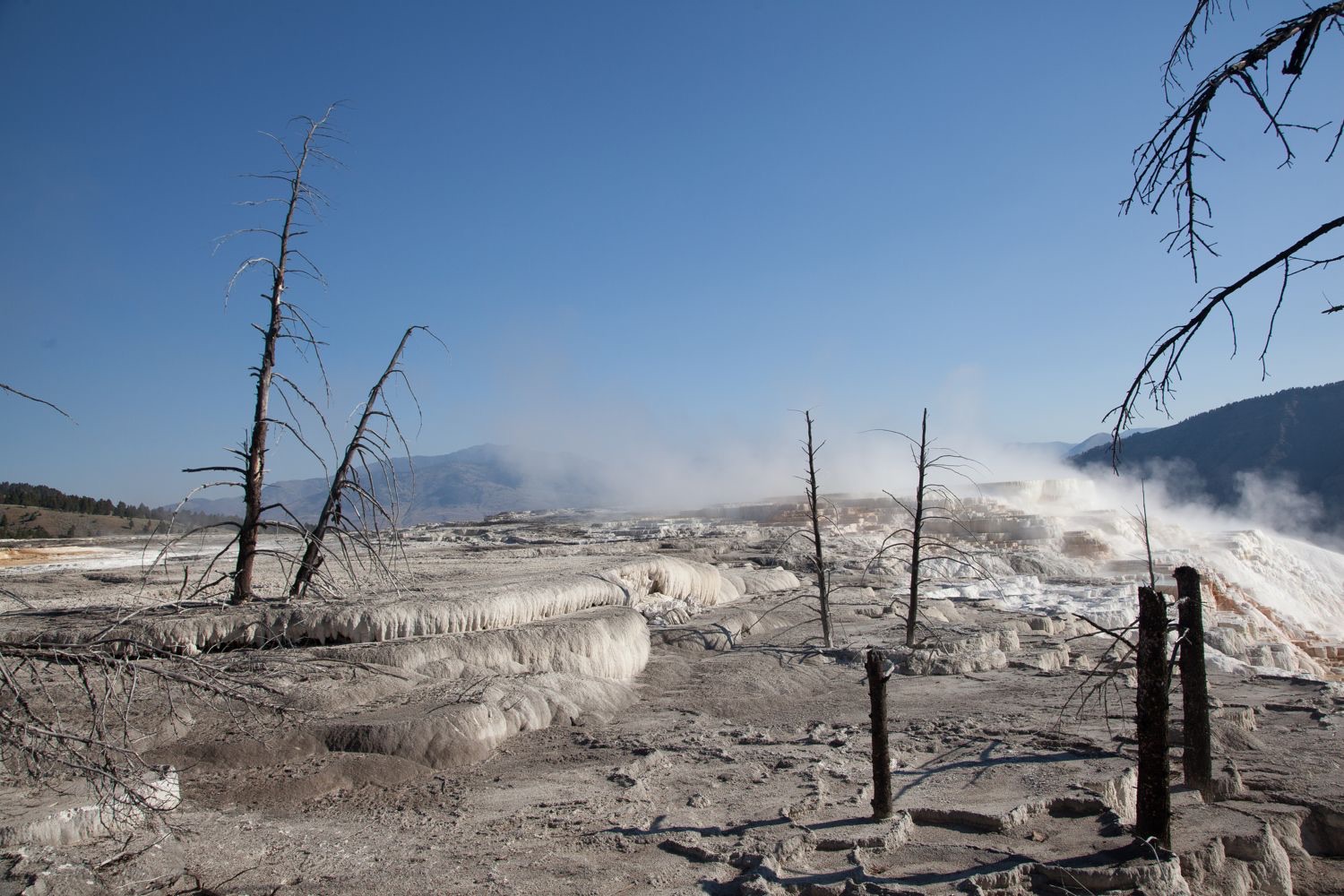 A wide view of white and pale gray terraces built in overlapping ledges, with steam rising in the middle distance. Several bare dead trees stand upright in the terrace, trunks gray and branches broken. Two short blackened stumps stand in the foreground. Mountains and blue sky fill the background.