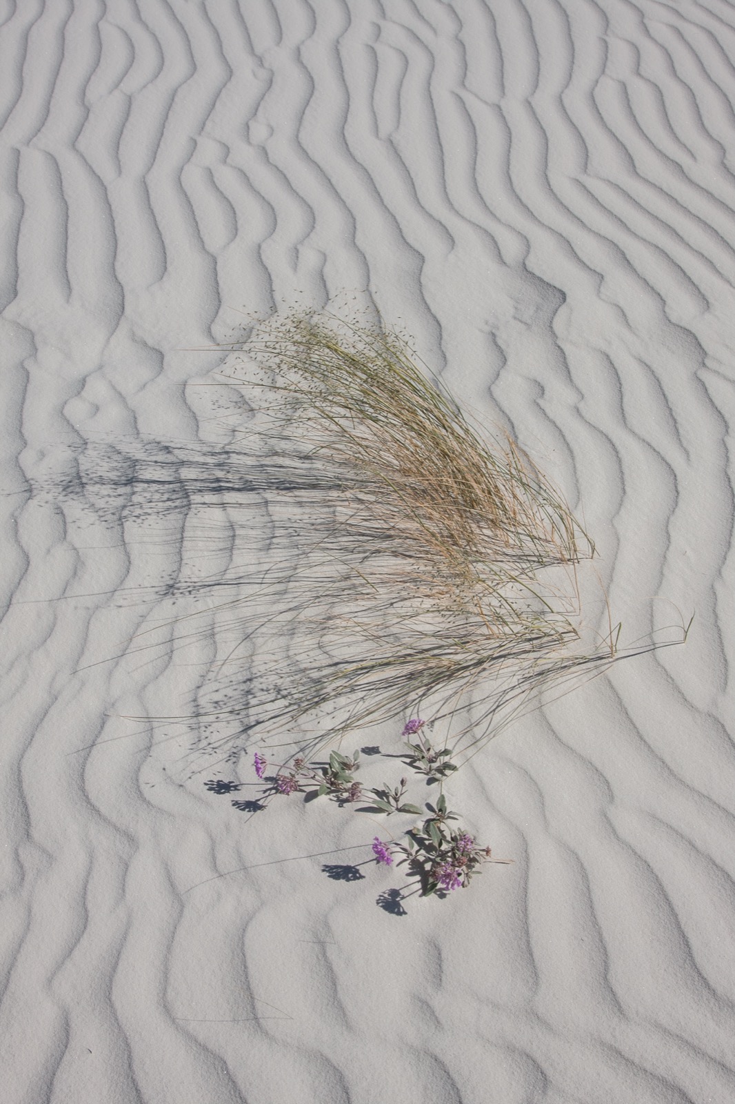 A field of pale, near-white sand fills the whole frame, covered in fine parallel ripples a few centimeters apart running in gentle S-curves from the top of the frame to the bottom. Slightly below center sits a single clump of fine grass, its blades fanning out to the right in tan, olive and pale green, with seed heads. Faint curved arcs are scratched into the sand to the left of the clump. Just below it a low plant with gray-green oval leaves carries several clusters of small bright purple flowers, casting sharp shadows to the left. The light is low and comes from the right.