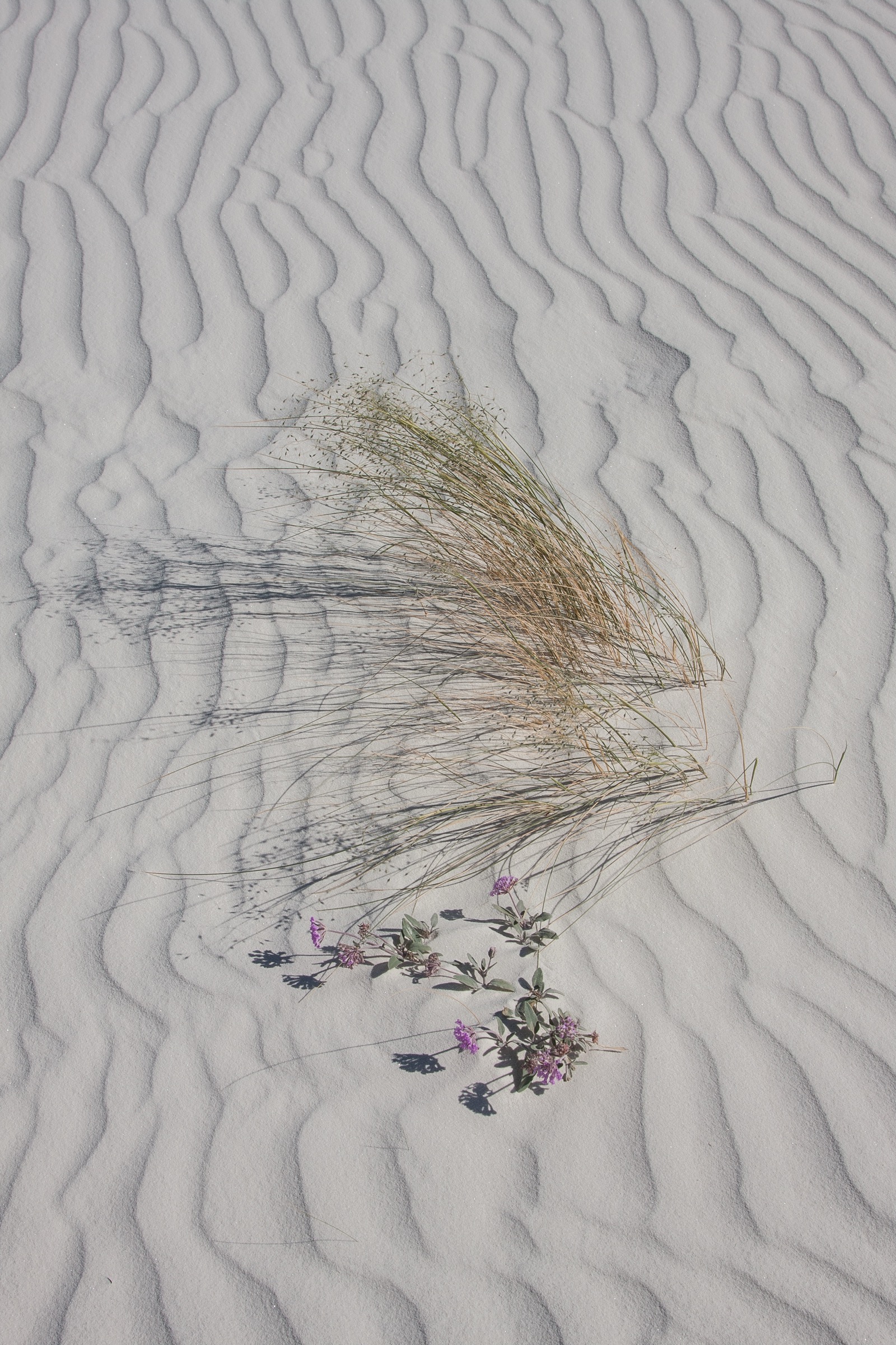 A field of pale, near-white sand fills the whole frame, covered in fine parallel ripples a few centimeters apart running in gentle S-curves from the top of the frame to the bottom. Slightly below center sits a single clump of fine grass, its blades fanning out to the right in tan, olive and pale green, with seed heads. Faint curved arcs are scratched into the sand to the left of the clump. Just below it a low plant with gray-green oval leaves carries several clusters of small bright purple flowers, casting sharp shadows to the left. The light is low and comes from the right.